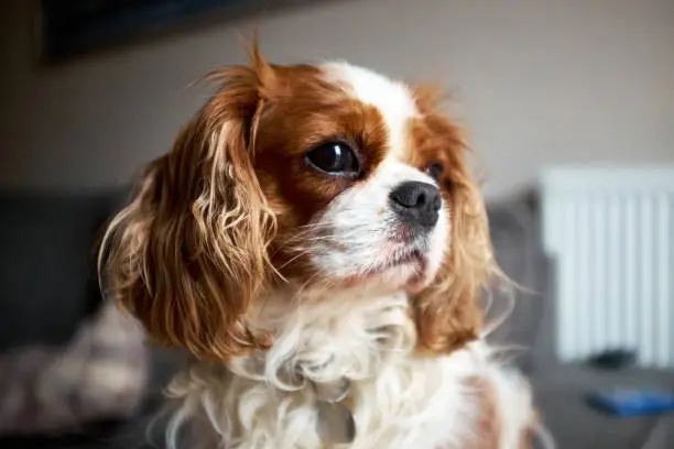 Blenheim Cavalier King Charles Spaniel lap dog. Chestnut and white. Looking away from camera. Close up.