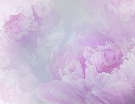 Flowers purple peonies.  Floral  background. Petals peonies. Close-up. Nature.