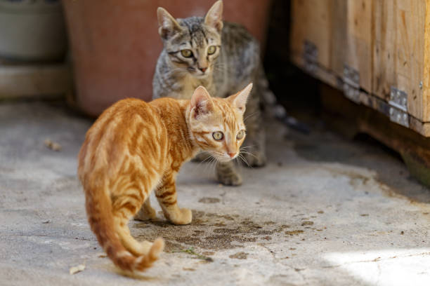 istock tabby kittens in garden 1359521597