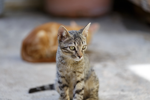 Beautiful domestic cat in outdoor