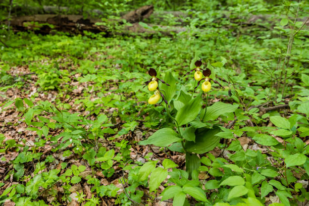 istock Lady's Slipper Orchid flower 1359522561