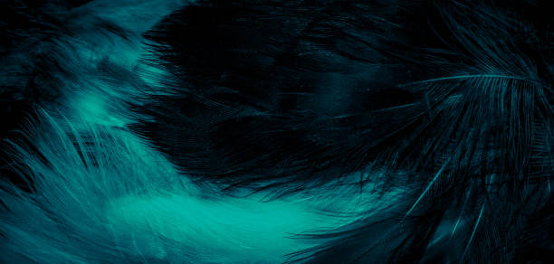 istock white and blue feathers of a magpie. background or texture 1359522609