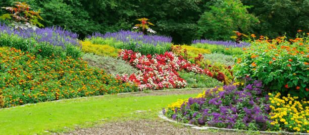 여름 도시 정원의 고급스러운 화단. 넓은 사진. - frame flower ornamental garden beauty in nature 뉴스 사진 이미지