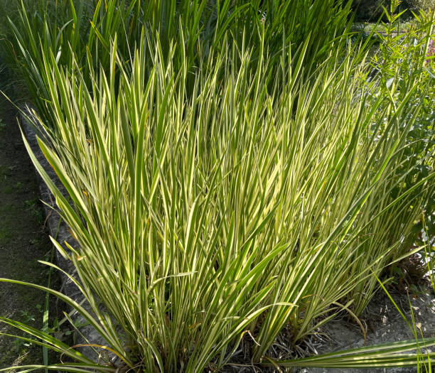 istock Kalmus Weissbunter, Acorus calamus 1359524190