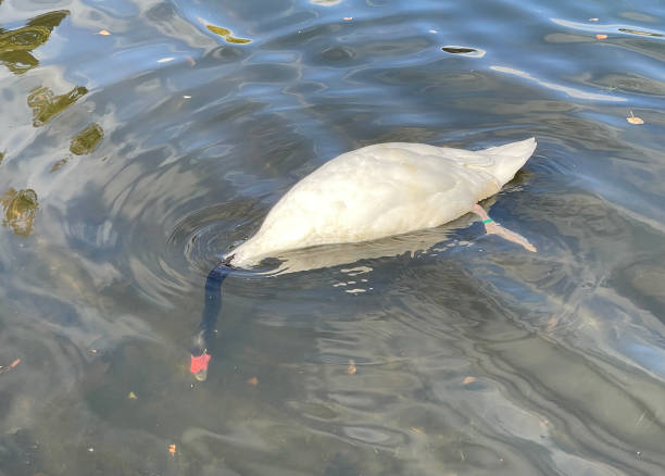 istock Black-necked Swan, Swan, Cygnus 1359524361
