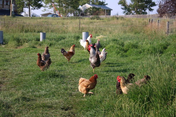 istock Flock of free range chickens 1359524423