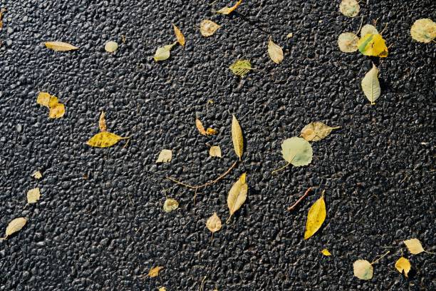 fallen old yellow foliage on black asphalt for abstract background