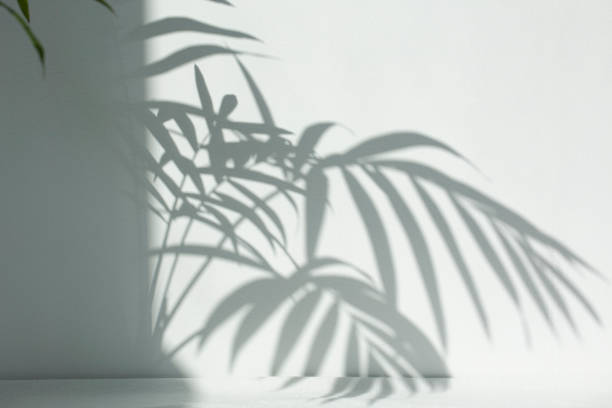 istock palm leaves and shadows on a white wall. 1359524566