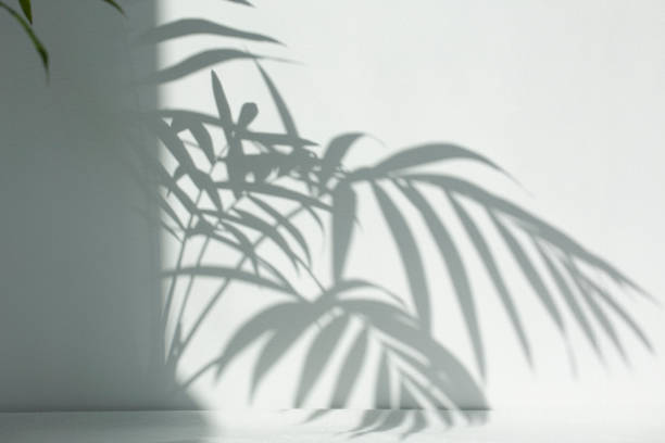 palm leaves and shadows on a white wall. stock photo