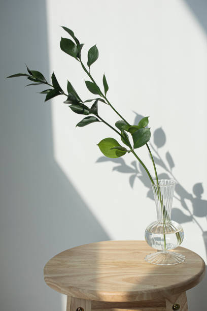istock Twig with green leaves of ruscus isolated. 1359525202