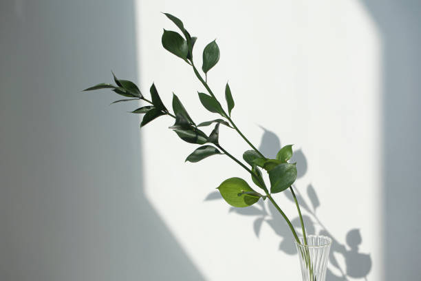 istock Twig with green leaves of ruscus isolated. 1359525215