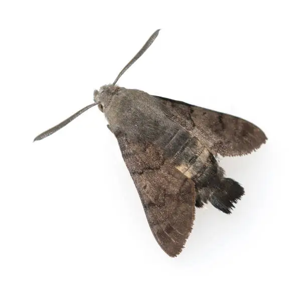 Photo of Macroglossum, stellatarum