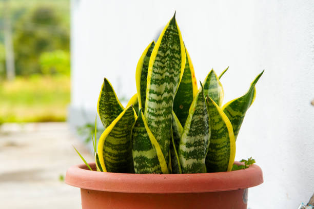 Snake Plant in a vase stock photo