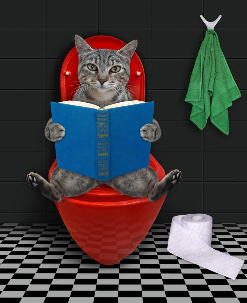 istock Cat gray with book on red toilet bowl 1359525721