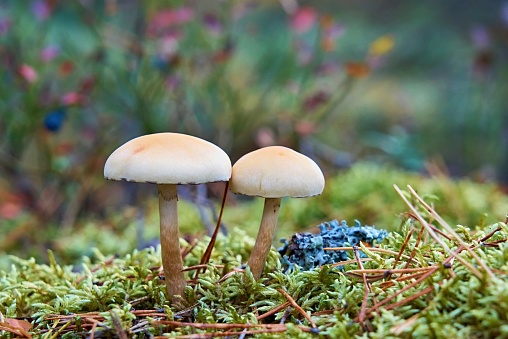 two wild mushrooms grow in the forest side by side closeup