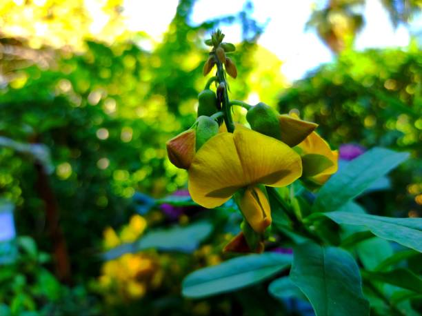 Vigna luteola yellow flowers bloom