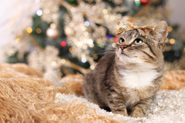 istock Kitten on a background of a Christmas tree and New Year's lights. 1359530986