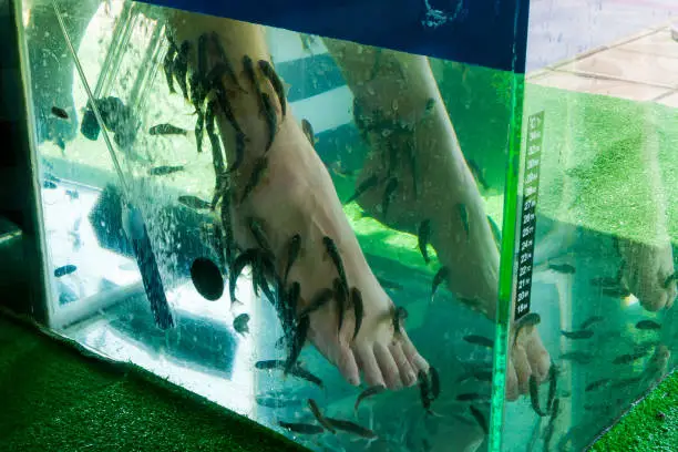 Photo of Fish spa pedicure wellness skin care treatment with the fish rufa garra, also called doctor fish. Female legs in an aquarium with Garra Rufa fish.