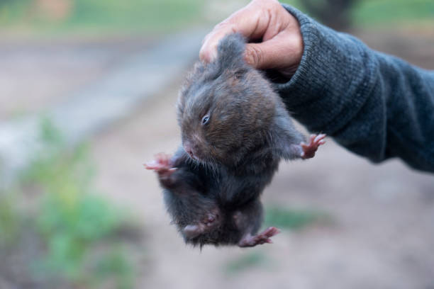 mole in human hand, rodents that live in the soil