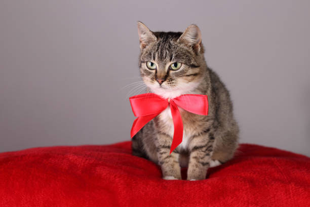 istock Gray Cat with a red bow. Happy New Year. Merry Christmas. Gift 1359532178