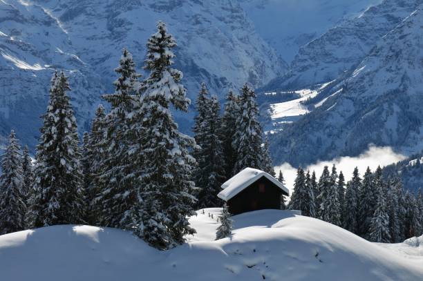 Sbow covered firs in Braunwald. stock photo