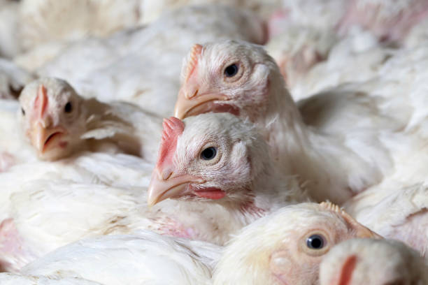 istock raising chickens in a poultry farm 1359533086