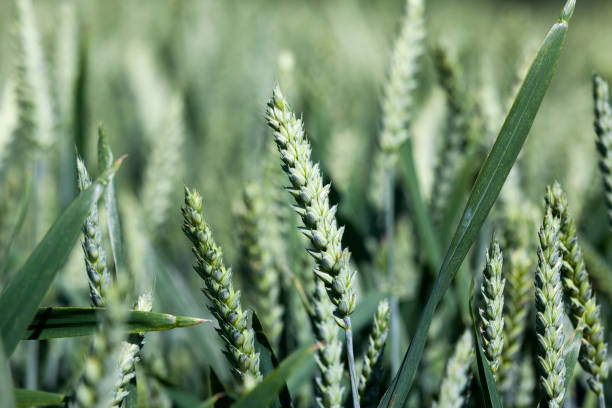 istock farming for growing wheat and harvesting grain 1359533109