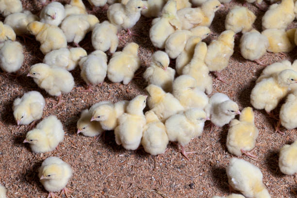 istock raising chickens in a poultry farm 1359533110