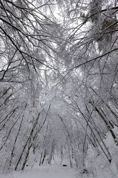park are covered with snow in winter
