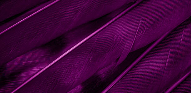istock purple hawk feathers with visible detail. background or texture 1359534280