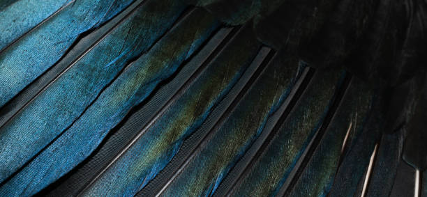 istock black and blue feathers of a magpie. background or texture 1359534304
