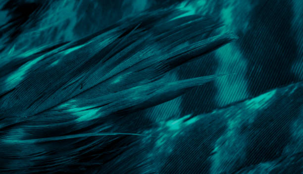 istock blue hawk feathers with visible detail. background or texture 1359534370