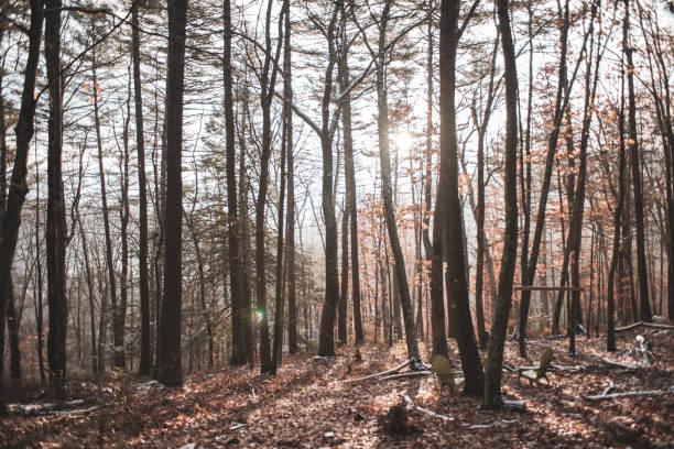 istock Woodland morning in fall 1359536042