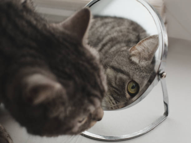 istock funny cat looking at his reflection in the mirror 1359536911