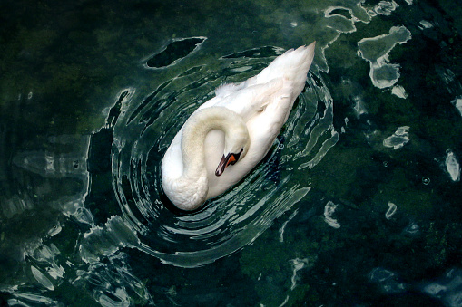 Mute swan in water starting to fly