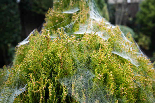 Free picture: details, sharp, spider web, thorn, tree, nature, upclose ...