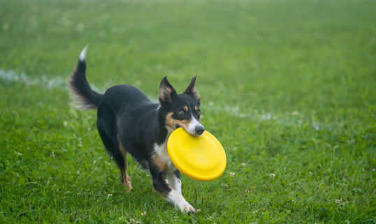 Dog plays with a flying disc on a meadow