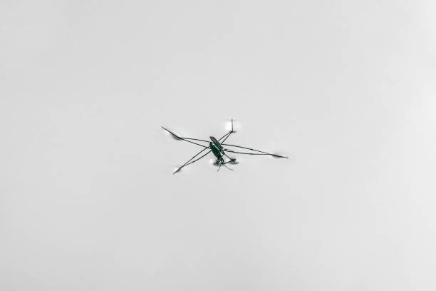 istock Water strider standing on the water surface 1359542958