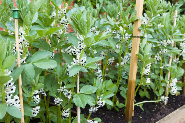 istock Broad beans (fava beans) plants with flowers 1359543053