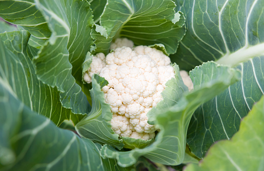 Cauliflower Aalsmeer closeup growing in a vegetable garden, UK. Close up of a white cauliflower head with leaves, top view.