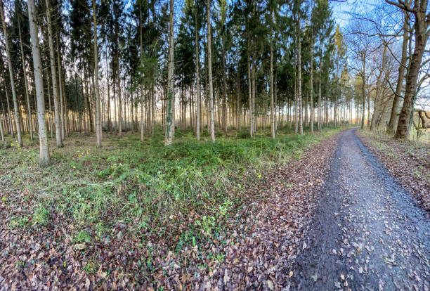 istock A path next to a forest in winter in Lower Saxony. 1359543276