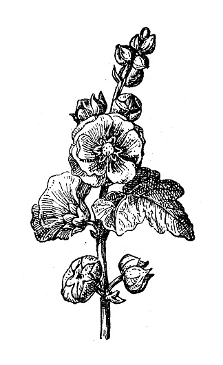 Antique illustration: Alcea rosea, common hollyhock