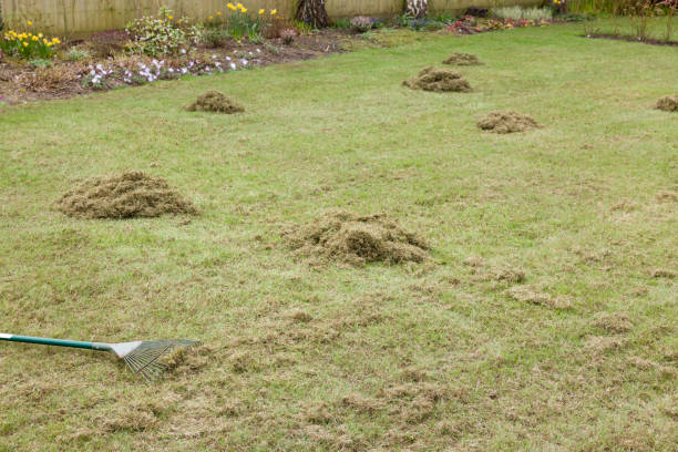 Raking lawn to remove moss in a UK garden Raking lawn to remove moss from grass after scarifying in a UK garden scarification stock pictures, royalty-free photos & images