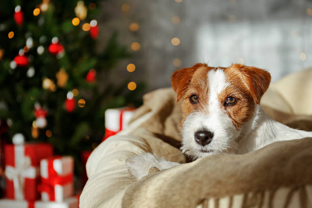 istock Funny pup at home on Christmas 1359544633