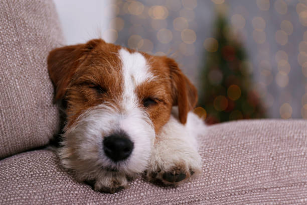Funny pup at home on Christmas