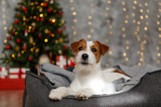 istock Funny pup at home on Christmas 1359544641