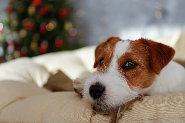 istock Funny pup at home on Christmas 1359544649