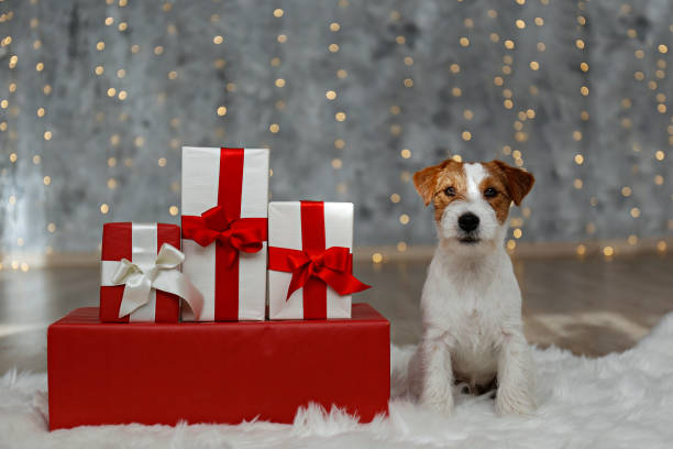 istock Funny pup at home on Christmas 1359544663