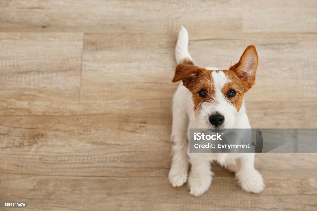 Funny pup sitting. Cute four months old wire haired Jack Russel terrier puppy looking up. Adorable rough coated pup sitting on a hardwood floor. Close up, copy space, wood textured background. Animal Stock Photo