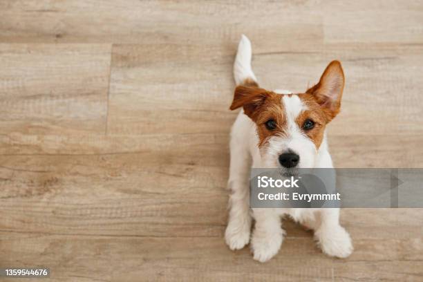 Funny Pup Sitting Stock Photo - Download Image Now - Animal, Animal Head, Beauty